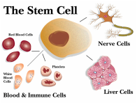 pros of adult stem cells